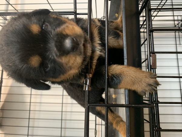 大きな子犬誕生ッ!! 犬の販売 961