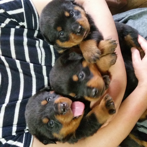 【販売終了】 犬の販売 964