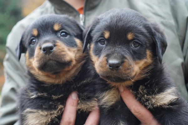 ぬいぐるみのような子達です 犬の販売 985
