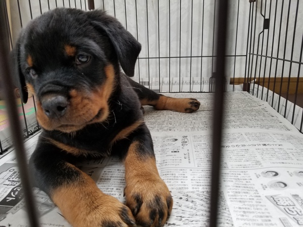 ご家族決定しました。ありがとうございました。 犬の販売 989
