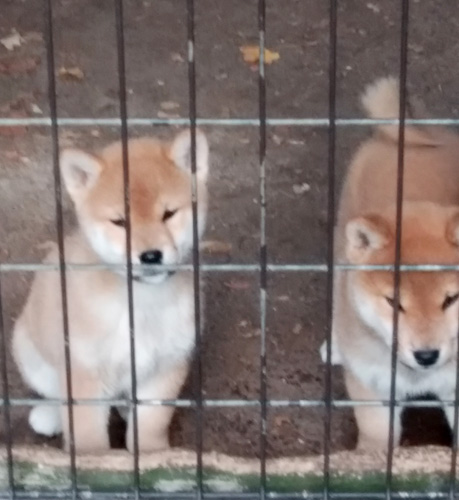 柴犬・豆柴 犬の販売・譲渡 p13862 日本犬保存会一席の子犬譲ります
