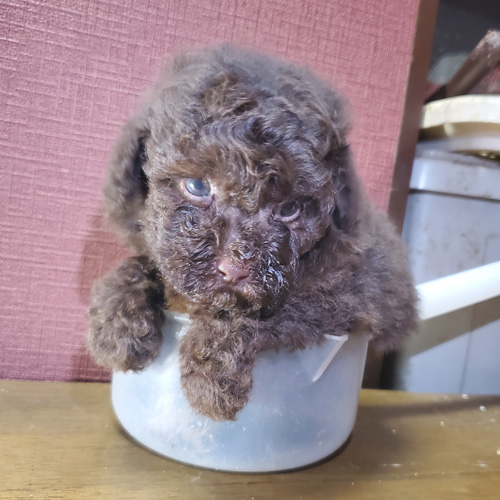 トイ・プードル 犬の販売・譲渡 p15017 期間限定割引中で早い者勝ち