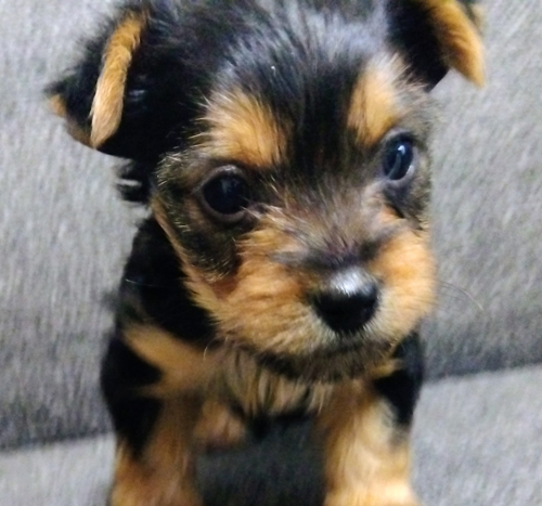 ヨーキー(ヨークシャー・テリア) 犬の販売・譲渡 p15036 かわいいよー