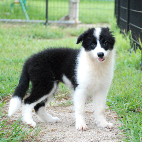 ボーダー・コリー 犬の販売・譲渡 p15037 基本に忠実な交配 遺伝病はありません