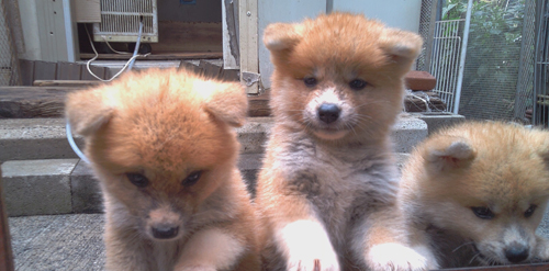 秋田犬 犬の販売・譲渡 p15042 可愛い子犬です