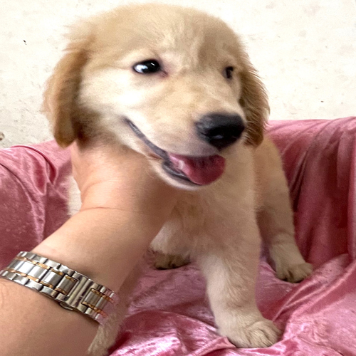 ゴールデン・レトリーバー 犬の販売・譲渡 p15043 父JKCチャンピオンの女の子