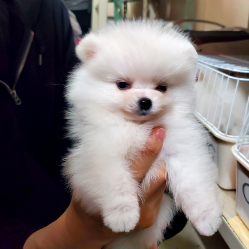 ポメラニアン 犬の販売・譲渡 p15059 ホワイト男の子特別価格です