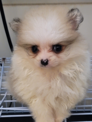 犬の販売 ポメラニアン (大阪府)可愛いパーティーポメラニアン
