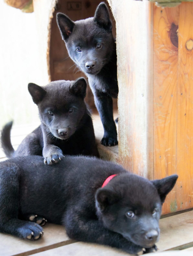 甲斐犬 犬の販売・譲渡 p15068 無類な頭の良さ健康な優良犬