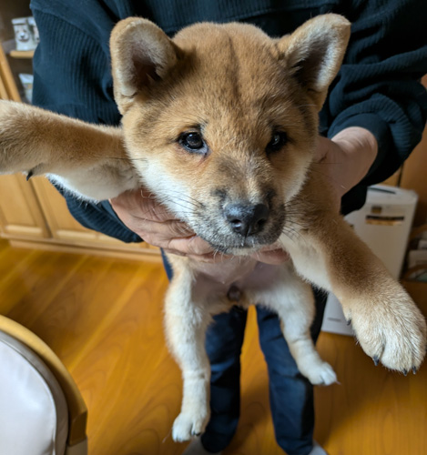 柴犬・豆柴 犬の販売・譲渡 p15072 日本犬保存会全国展 1席の子犬