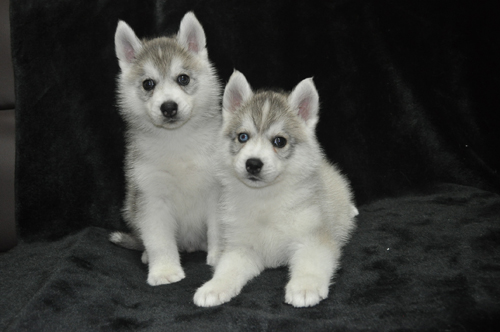 nXL[ ̔̔En p15076 nXL[匢ɂ̑f炵q̂Љ