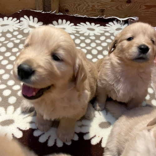 ゴールデン・レトリーバー 犬の販売・譲渡 p15078 可愛いいゴールデン沢山産まれました
