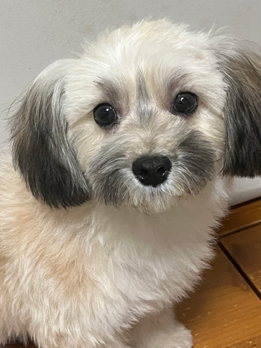 MIX�E�G��  ���̔̔��E���n p15079 �}���v�[�@���̎q