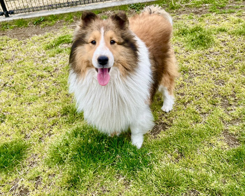 シェルティ 犬の販売・譲渡 p15084 4歳のぬいぐるみみたいな男の子です!