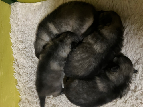 �L�[�X�z���h ���̔̔��E���n p15087 �󏭌���@���R���R�Ől�������ǂ��V��