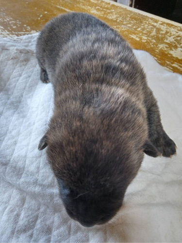 �b�㌢ ���̔̔��E���n p15101 �������Ԍ�