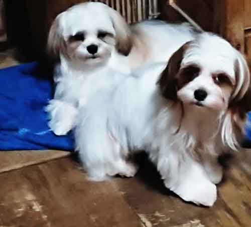 MIX�E�G��  ���̔̔��E���n p15102 �~�b�N�X,�}���V�[��2���i���ł������ɖ�肠��܂���B