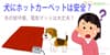 犬にホットカーペットは大丈夫？