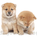 柴犬 犬種の画像