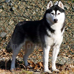 シベリアン・ハスキー 犬種の画像