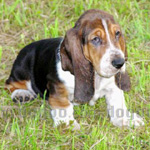 バセット・ハウンド 犬種の画像