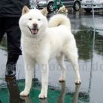 北海道犬 犬種の画像