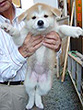 秋田犬 画像 写真  125