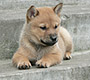 北海道犬 画像 写真  672