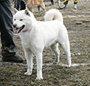 北海道犬 画像 写真  682