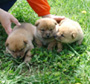 北海道犬 画像 写真  674