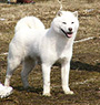 北海道犬 画像 写真  676