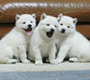 北海道犬 画像 写真  677