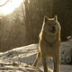 北海道犬 画像 写真  686