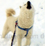 北海道犬 画像 写真  684