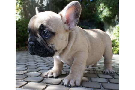 フレンチ・ブルドッグ 
French Bulldog