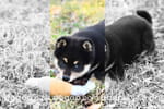 135 犬の美容エステ