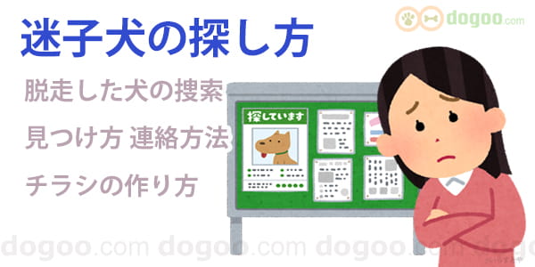 迷子犬の探し方 連絡先とポスターチラシの作り方 犬のq A 口コミ集 Dogoo Com