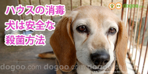 犬のハウスやグッズを消毒 安全な殺菌方法 犬のq A集 Dogoo Com