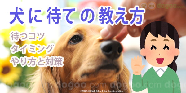 犬に 待て の教え方 初心者もできる基礎 動画 犬のしつけq A集 Dogoo Com