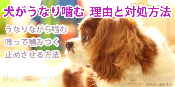 犬がうなり噛む 理由と止める方法 犬のq A集しつけ Dogoo Com