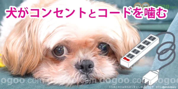 犬 コンセント 電気コード 噛む かじる 防止