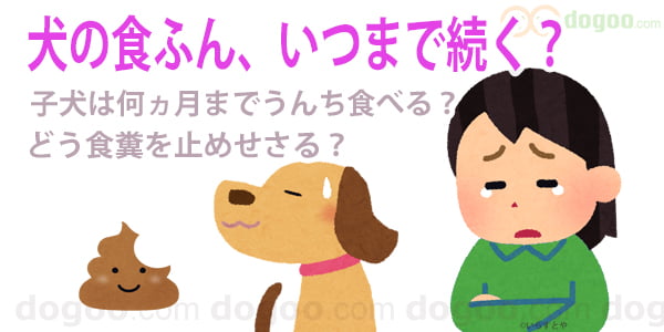 子犬 食糞 うんち いつまで 続く何ヵ月 何歳 止めさせる 方法