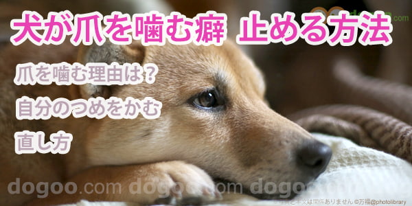 犬が爪を噛む癖 原因と止めさせる方法 犬のq A集 Dogoo Com