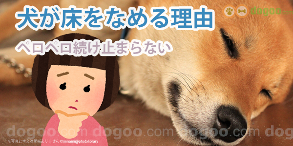 犬が床をなめる理由 止めさせるコツ 犬のq A集 しつけ 気持ち Dogoo Com