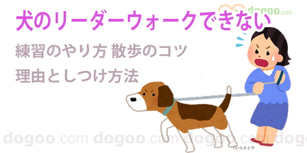 犬 リーダーウォーク できない 練習 やり方 訓練 トレーニング