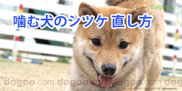 噛む犬のシツケ 直し方は 噛まない方法 犬のq A回答集 Dogoo Com