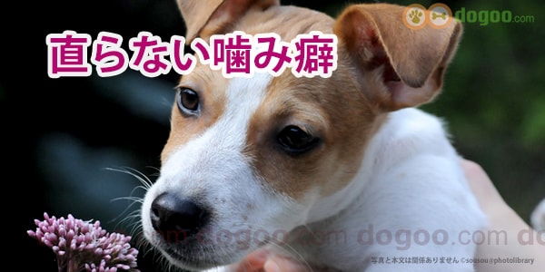 子犬の噛みグセが直らない 遊びで噛む 犬のq A集 Dogoo Com