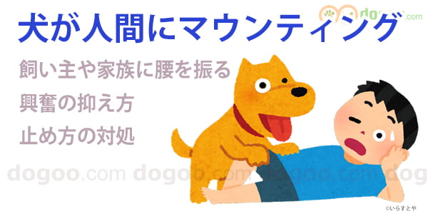 犬 人間 マウンティング 人 乗る 乗りかかる