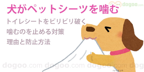 子犬がペットシーツを噛む ビリビリ破くのを止める方法 犬のq A集 Dogoo Com