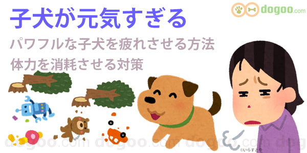 子犬 元気すぎる 体力消耗 疲れさせる 方法 対策 パワフル